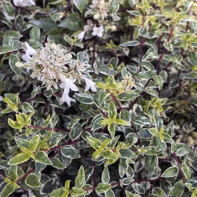 Abelia x grandiflora 'Radiance' – Nagyvirágú tárnicslonc