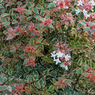 Abelia × grandiflora 'Tricolor Charm' – Nagyvirágú tárnicslonc