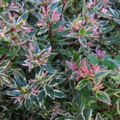 Abelia x grandiflora 'Confetti'® – Nagyvirágú tárnicslonc