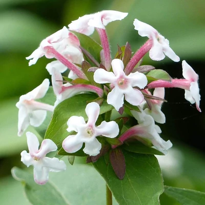 Abelia mosanensis 'Bridal Bouquet' – Abélia cserje