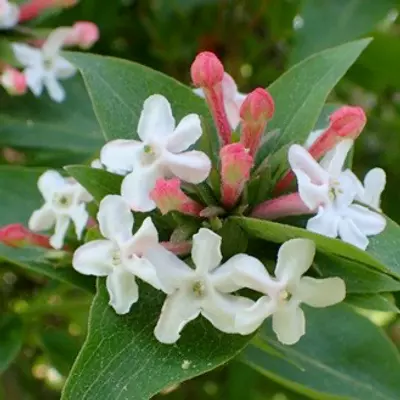 Abelia mosanensis – Koreai illatos tárnicslonc