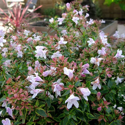 Abelia 'Sunshine DayDream'® – Tárnicslonc