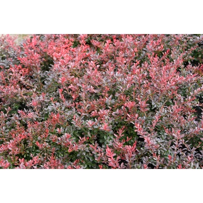 Berberis thunbergii 'Atropurpurea Nana' - Japán borbolya