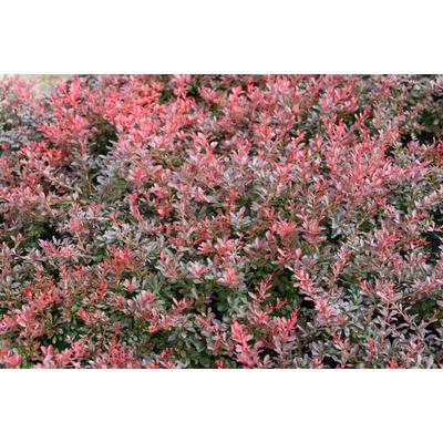 Berberis thunbergii 'Atropurpurea Nana' - Törpe japán borbolya