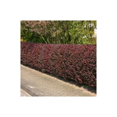 Berberis thunbergii 'Atropurpurea' - Japán vérborbolya