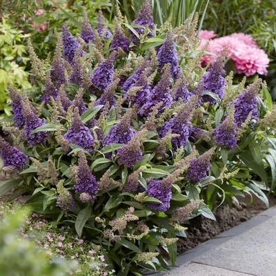 Buddleia davidii 'Butterfly Candy Little Lila'® – Nyáriorgona