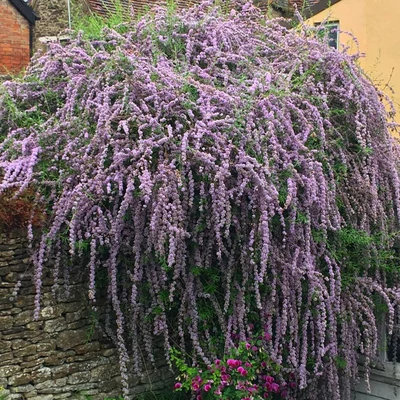 Buddleia alternifolia 'Unique' – Korai nyáriorgona