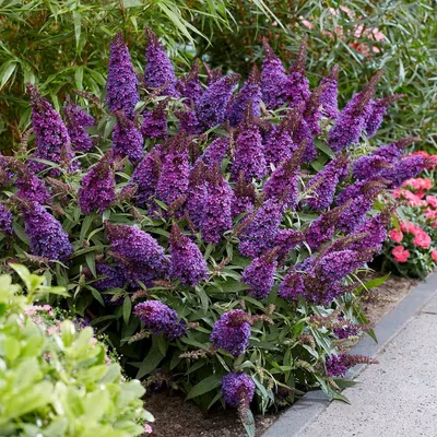 Buddleia 'Butterfly Candy' – Nyáriorgona