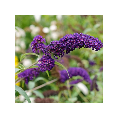 Buddleia Buzz® 'Midnight' – Nyáriorgona