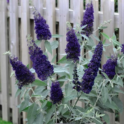 Buddleia davidii 'Buzz Indigó'® – Nyáriorgona