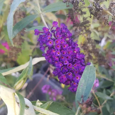 Buddleia davidii 'Dark Pink' – Nyáriorgona