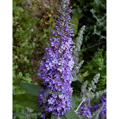 Buddleia davidii 'Lochinch' – Nyáriorgona