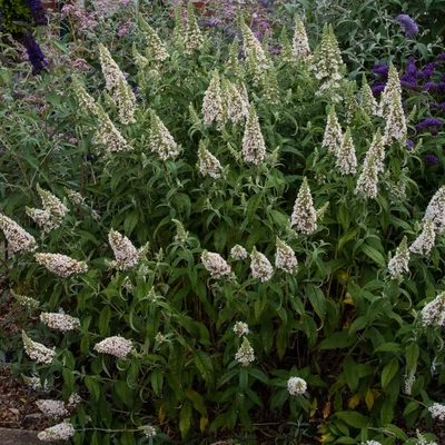 Buddleia davidii 'Marbled White'® – Nyáriorgona