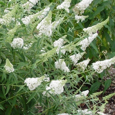Buddleia davidii 'Nanho White' – Nyáriorgona