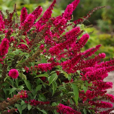 Buddleia davidii 'Prince Charming'  – Nyáriorgona