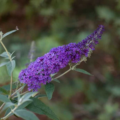 Buddleia davidii 'Psychedelic Sky' – Nyáriorgona