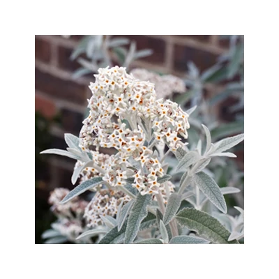 Buddleia davidii 'Silver Anniversary' – Nyáriorgona