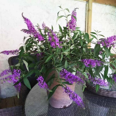 Buddleia davidii 'Sophie' – Nyáriorgona