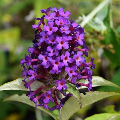 Buddleia 'Dreaming Purple'® - Törpe, csüngő ágú nyáriorgona