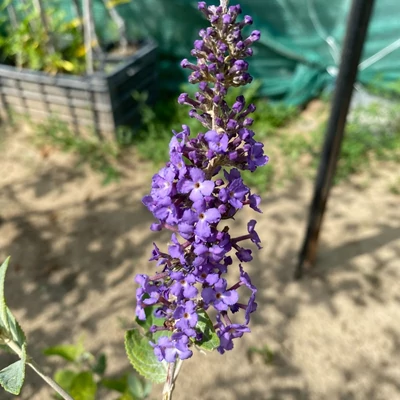 Buddleia flutterby Free Petite© 'Blue Heaven' ('Podaras 8' PBR) – Lila színű alacsony nyáriorgona