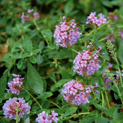 Buddleia flutterby T. 'Peace'® - Rózsaszín virágú aéacsony nyáriorgona