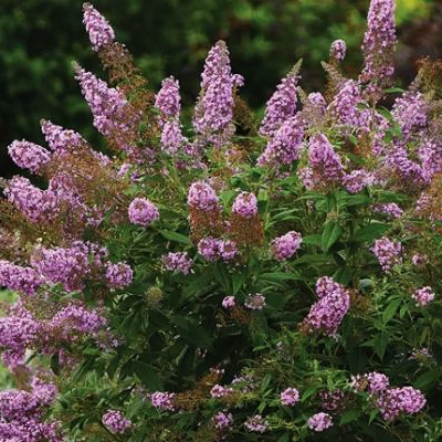 Buddleia flutterby T. 'Pink'® - Pink virágú nyáriorgona