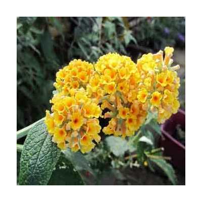 Buddleia x weyeriana 'Golden Glow'® - Sárga virágú nyáriorgona