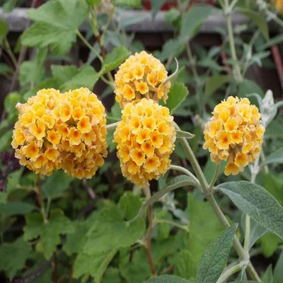 Buddleia x weyeriana 'Sungold' - Sárga virágú nyáriorgona