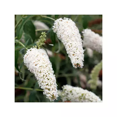 Buddleia davidii 'White Bouquet' – Fehér virágú nyáriorgona