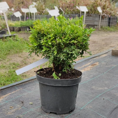 Buxus microphyllus 'Green Pillow' – Örökzöld puszpáng