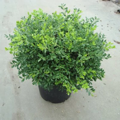 Buxus microphyllus 'Rococo' – Örökzöld puszpáng