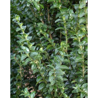 Buxus sempervirens 'Handsworthiensis' – Puszpáng