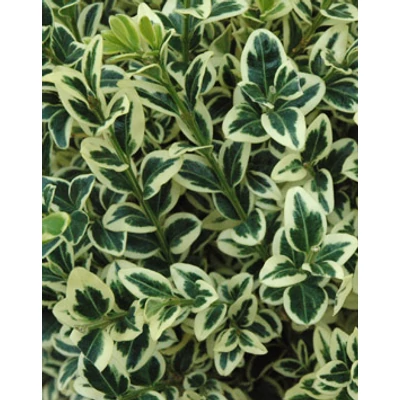 Buxus sempervirens 'Variegata' – Tarka lombú puszpáng