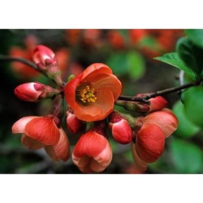 Chaenomeles x superba 'Etna' - Skarlátvörös virágú japánbirs