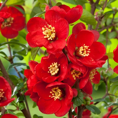 Chaenomeles x superba 'Crimson and Gold' – Sötét piros virágú japánbirs