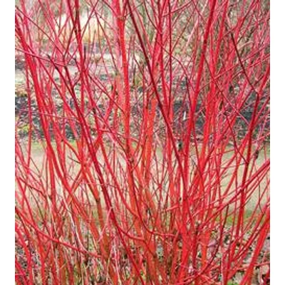 Cornus alba 'Sibirica' - Fehér virágú, vörös vesszejű som