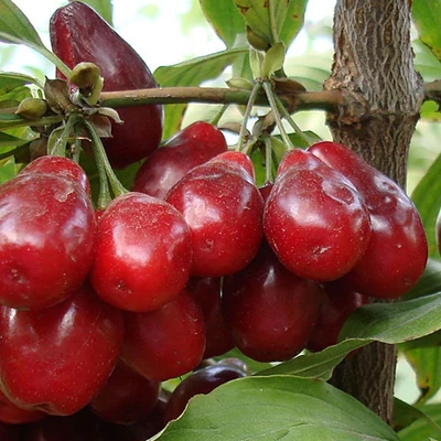 Cornus mas 'Slowianin' – Húsos som