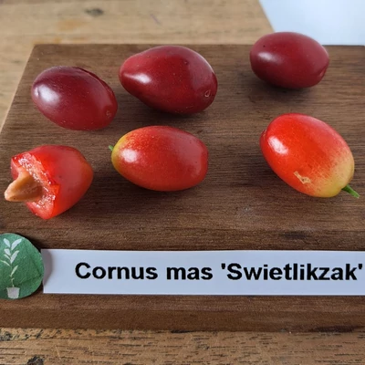Cornus mas 'Swietlikzak' – Húsos som