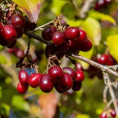 Cornus mas 'Switlana' – Húsos som