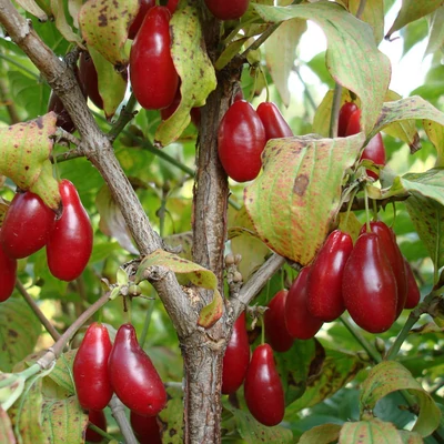 Cornus mas 'Wydubieckij' – Húsos som