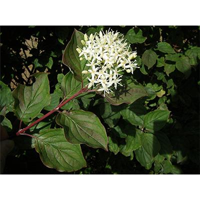 Cornus sanguinea – Veresgyűrűs som