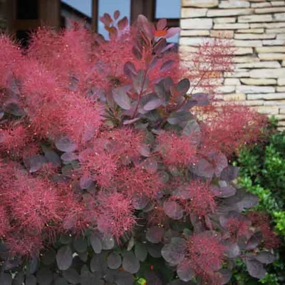 Cotinus coggygria 'Follis Purpureis' – Bordó levelű cserszömörce