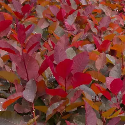 Cotinus coggygria 'Grace' – Cserszömörce