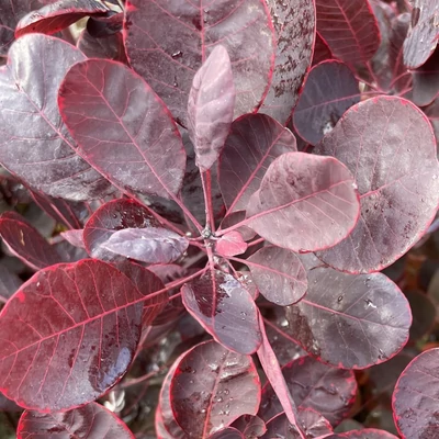Cotinus coggygria 'Lilla' - Vörös lombú törpe cserszömörce