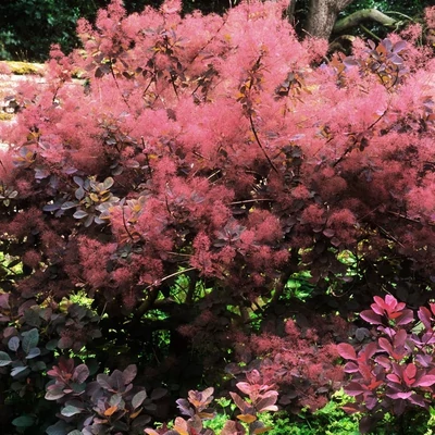 Cotinus coggygria 'Magical Red Fountain'® – Cserszömörce