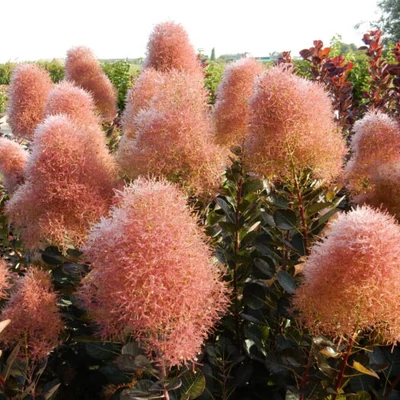 Cotinus coggygria 'Magical Torch' – Cserszömörce