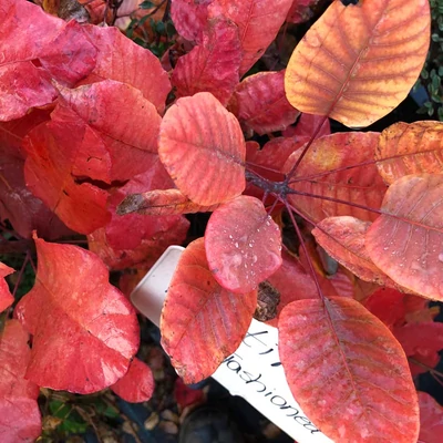 Cotinus coggygria 'Old Fashioned' – Cserszömörce