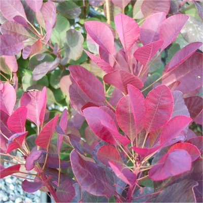 Cotinus coggygria 'Red Spirit'® – Cserszömörce