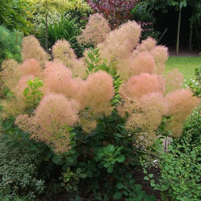 Cotinus coggygria 'Young Lady' – Cserszömörce (extra méretű koros)