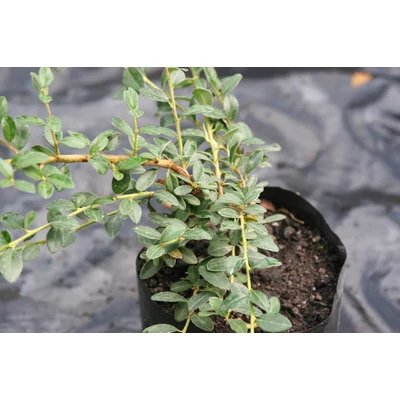 Cotoneaster radicans (syn.: dammeri) 'Eichholz' - Kúszó madárbirs